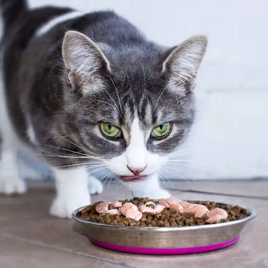 Rogz rustfri stålskål til kat 200 ml Pink